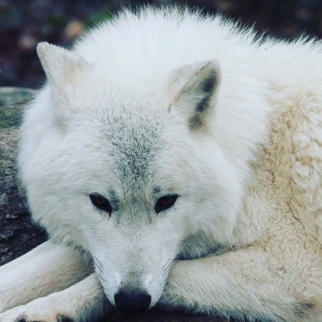 loup blanc couché