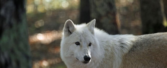 image loup arctique forêt automne visite parc animalier courzieu