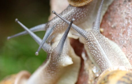 groupe d'escargots macro