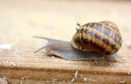 escargot hiver photo macro