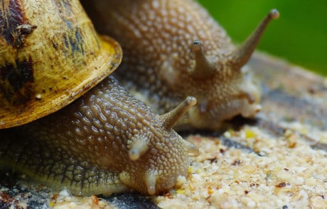 escargots en train de manger photo macro