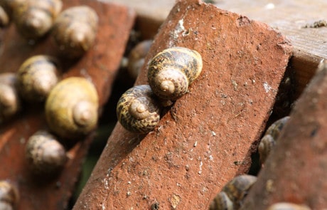 escargots dans leur coquille