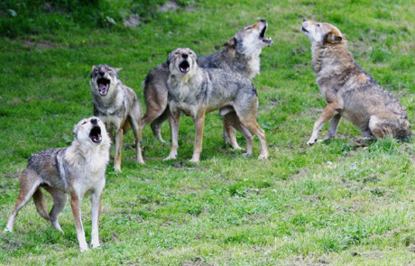 hurlement de la meute de loups gris au parc de courzieu france