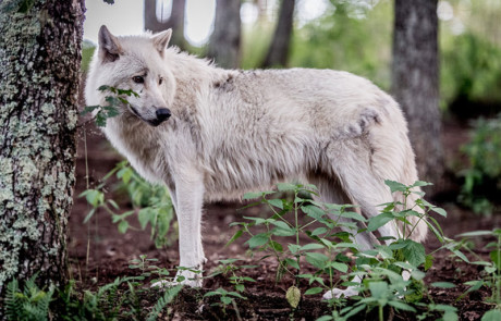 loup arctique parc de courzieu forêt