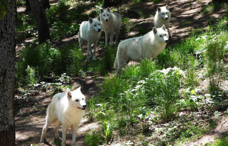 meute loups arctiques parc de courzieu