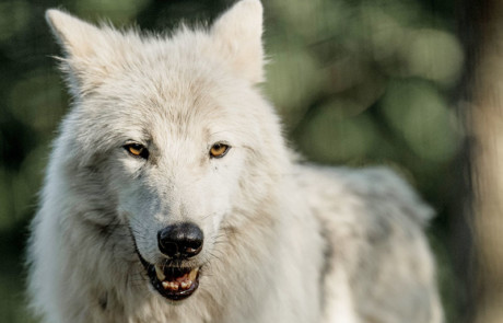 portrait loup arctique du parc animalier de courzieu