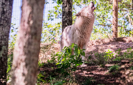 loup arctique parc de courzieu monts du lyonnais