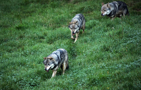 loups gris dans l"herbe au parc de courzieu rhône