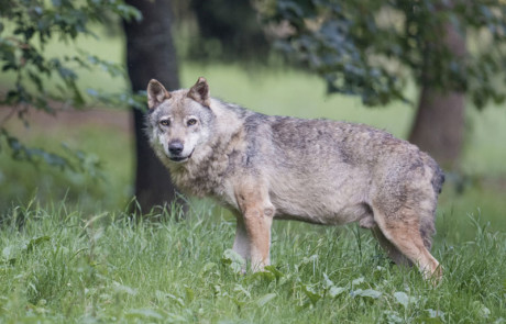 loup gris dans l'herbe parc de courzieu