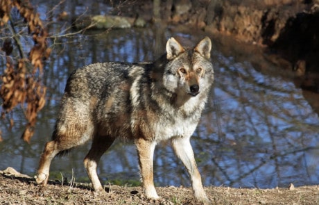 loup gris dans la vallée du parc de courzieu