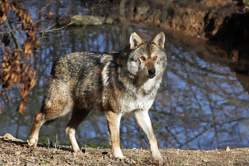 loup gris dans la vallée du parc de courzieu