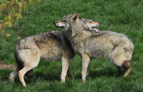 couple de loups gris au parc animalier de courzieu en france