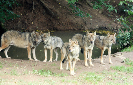 meute de loups gris près d'une source au parc de courzieu france