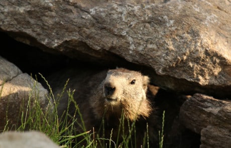 marmotte dans son terrier