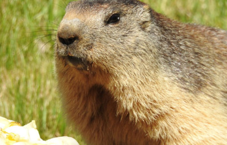 nourrissage des marmottes parc de courzieu