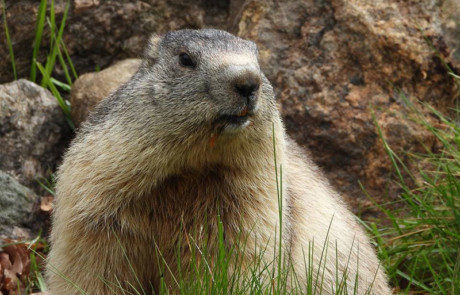 marmotte assise dans l'herbe parc de courzieu