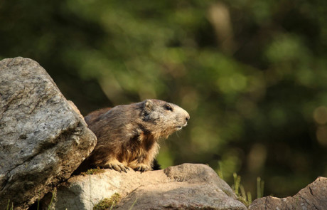 marmotte couchée sur un rocher