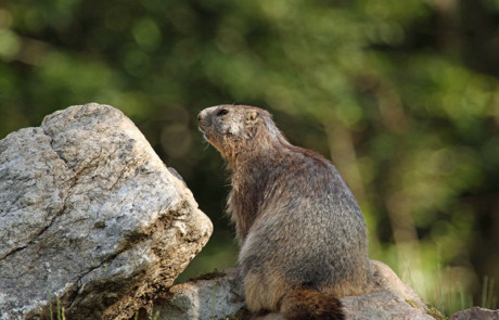 marmotte sur son rocher