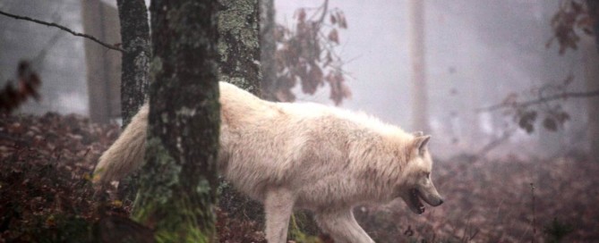 image loup blanc dans la forêt hiver