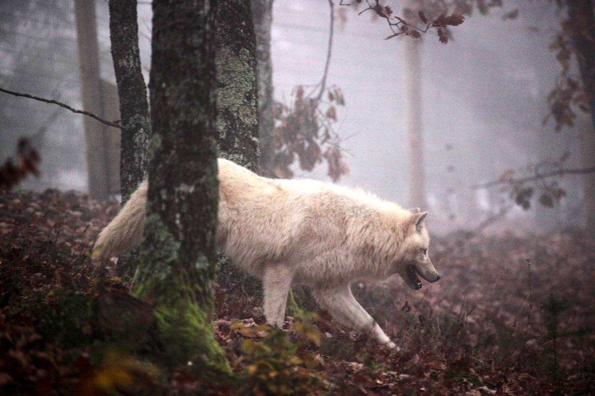 image loup blanc dans la forêt hiver