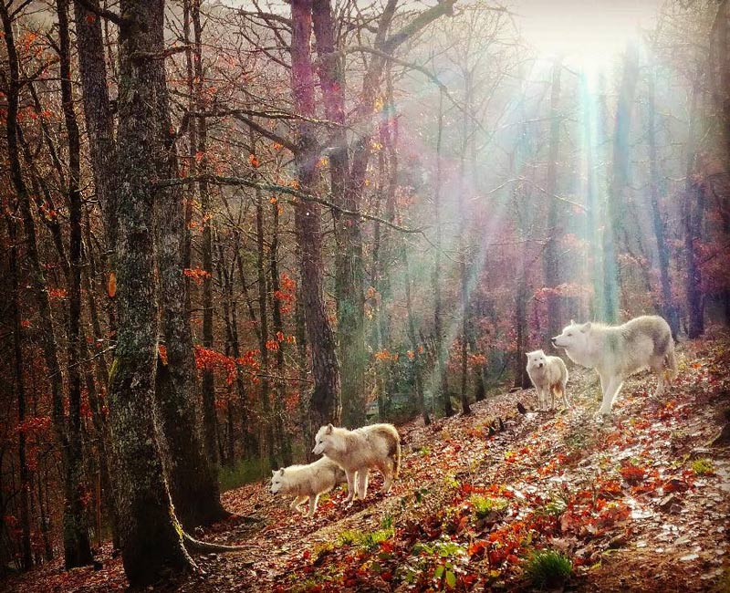 meute de loups blancs sur la colline du parc de courzieu automne