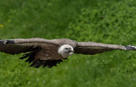 rapace en plein vol