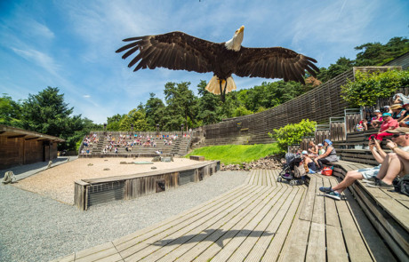 aigle en vol libre spectacle oiseaux parc de courzieu