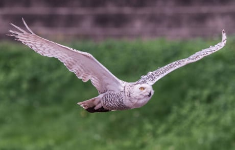 hibou blanc en train de voler