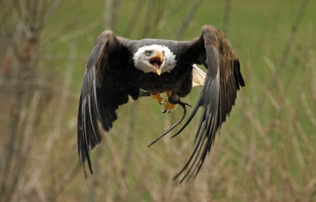 aigle ailes repliées