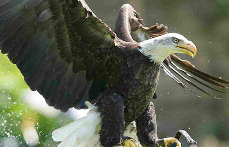 aigle rapace en chasse