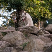 loup gris langue pendante sur un rocher parc de courzieu