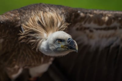 Vautour Parc de Courzieu image gros plan vautour rapace