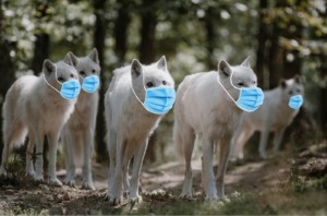image des loups blancs avec un masque