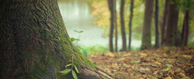 forêt monts du lyonnais