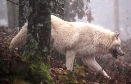 loup blanc dans les bois