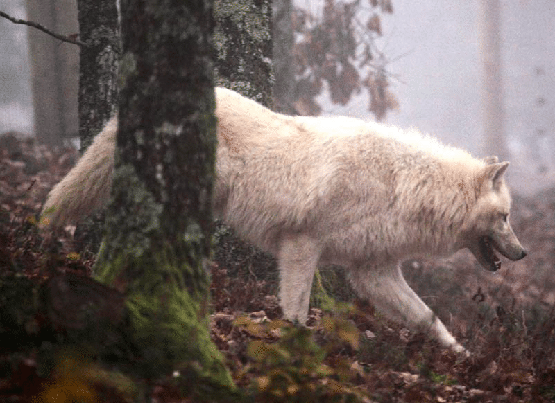 loup blanc dans les bois