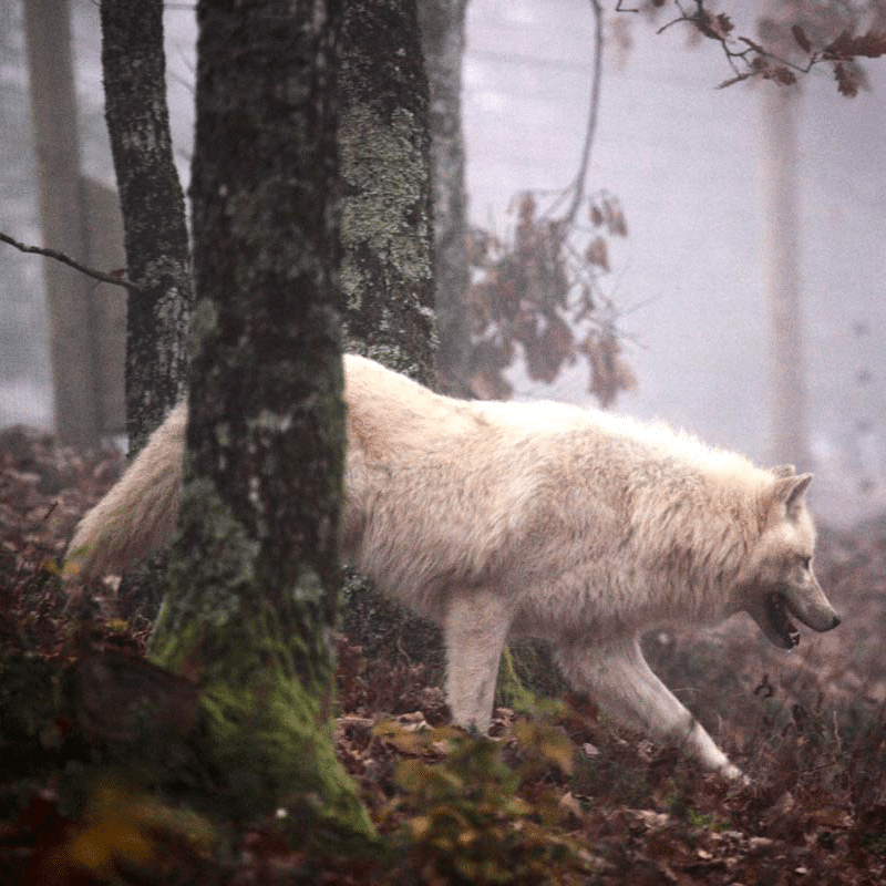 loup blanc parc de courzieu