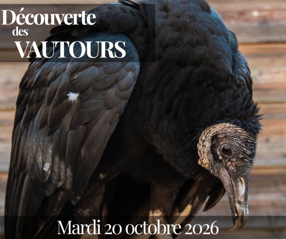 Découverte des vautours
