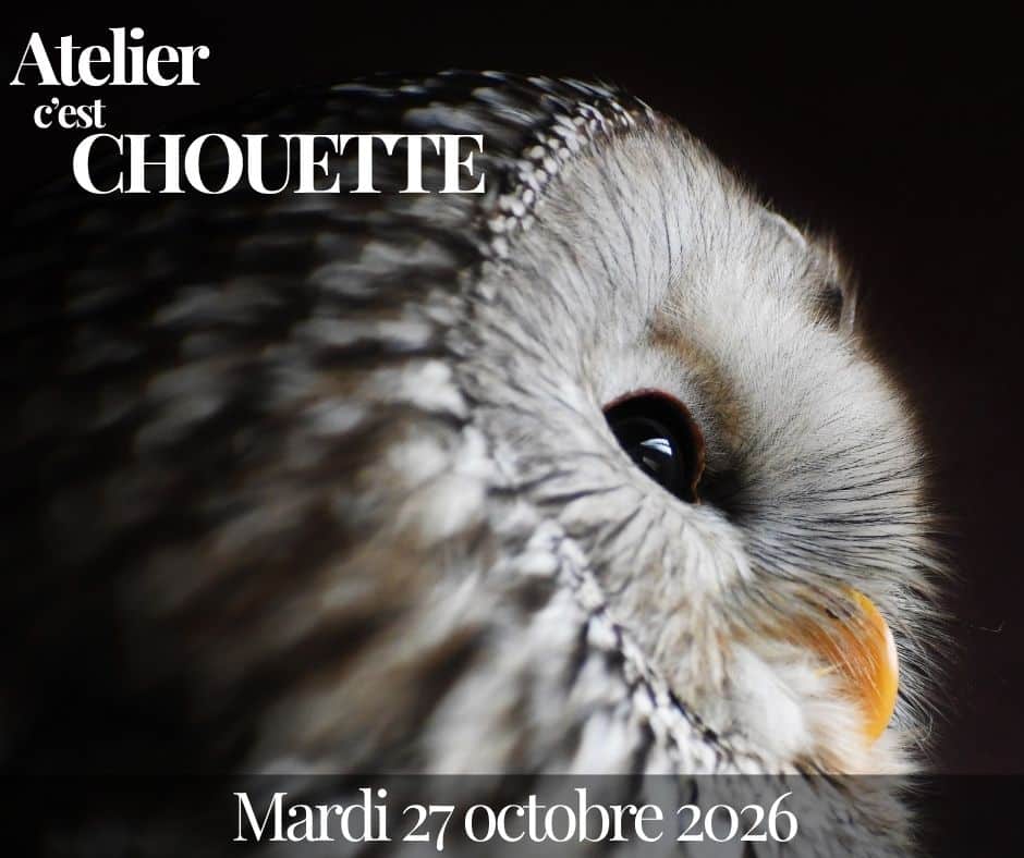 atelier chouettes