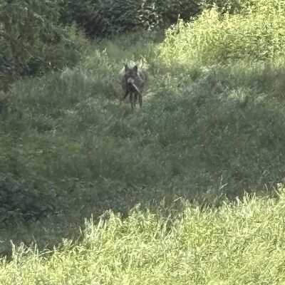 🐺👟 Cette basket a vécu le retour à la vie sauvage !

Cette semaine, un jeune visiteur a accidentellement envoyé sa chaussure dans l'enclos des loups d'Europe.

Manifestement curieux de ce nouveau jouet, nos loups se sont empressés de l'examiner sous toutes les coutures, de la transporter, de la mordiller... bref, de s'amuser avec ! 😅

Après avoir joué avec leur trouvaille, ils s'en sont lassés et nos soigneurs ont pu récupérer la fugitive.

Verdict : une basket Vans officiellement certifiée "résistante aux crocs de loups" ! 🏆🐺
Quelques marques de dents, un look un peu plus sauvage et déstructuré... mais elle est ressortie "entière" de l'aventure.

Cette histoire se termine bien, mais nous avons eu très peur. Nous rappelons qu'il est très important de ne jamais jeter ou laisser tomber des objets dans les enclos. Une chaussure, un jouet, une gourde, des lunettes  ou tout autre objet pourrait être avalé par l'animal et provoquer de graves problèmes de santé aux conséquences dramatiques.

Alors même si nos loups semblent avoir apprécié cette nouvelle activité, nous préférons largement que les chaussures restent aux pieds de leurs propriétaires ! 😉

❤️ Merci à tous de nous aider à protéger nos animaux en restant vigilants lors de votre visite.

#ParcDeCourzieu #Loups #CoulissesDuParc #Prévention #PlusDePeurQueDeMal
@vans Vans