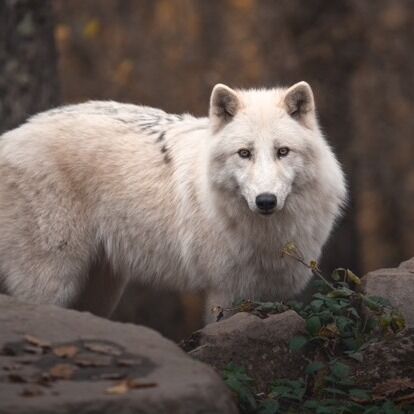 Nos magnifiques loups arctiques sur fond de couleurs automnales : on adooooore ! 

Merci @baptiste_portelli pour ces belles photos