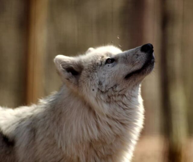 INSPIREZ ... SOUFFLEZ ... DÉCONNECTEZ !

Les vacances commencent…
Et si vous preniez le temps de respirer ?

Ici, l’hiver révèle une autre facette du parc : une forêt paisible, des loups au pelage dense, prendre le temps de partir à la découverte des animaux, jouer aux jeux d'antan, partir sur la piste de votre animal totem...🌲🐺

Bienvenue au Parc de Courzieu pour des vacances de février au coeur de la forêt...

Photo @Isabelle Leca