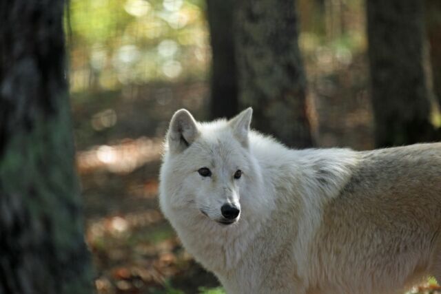 🐺 Le loup arctique

Majestueux et silencieux, le loup Arctique vous attend au sommet de la colline. au loups blancs. 
Savez-vous qu’il peut supporter jusqu'à -50°C ?

📷 Partagez votre plus belle photo de nos loups arctiques !

#LoupsArctiques #ParcDeCourzieu #RencontreAnimale
Photo Isabelle Leca