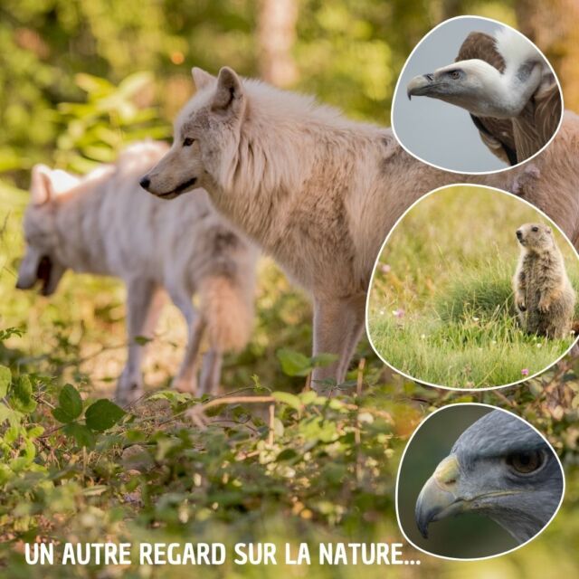 Le Parc de Courzieu, c’est bien plus qu’une visite : c’est une expérience !

💡 En une journée vous pouvez :
✅ Observer nos loups 
✅ Assister à une présentation de rapaces en vol libre
✅ Explorer la forêt de jeux de bois pour les enfants
✅ Suivre nos présentations animalières commentées
✅ Et vous balader dans un cadre boisé naturel préservé, en plein cœur des Monts du Lyonnais 🌲

🎒 Pique-niquez au grand air ou déjeunez dans la maison du trappeur et surtout respirez à pleins poumons, et repartez avec de la nature plein les yeux ⭐

📅 Ouvert tous les jours

📍 À 45 minutes de Lyon – Parking gratuit – Restauration sur place

#ParcDeCourzieu #SortieFamille #NatureEtAnimaux #Loups #Rapaces #VacancesEnFamille #JournéeEnPleinAir #MontsDuLyonnais
