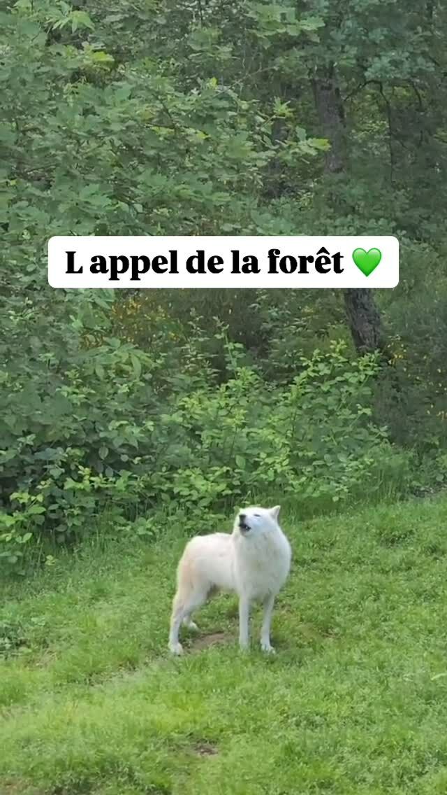 Ce week end succombez à l’appel de la nature . Il fait frais au parc à l ombre de la forêt … profitez en !