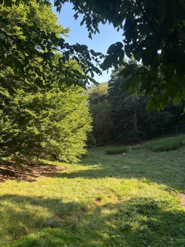 À l’ombre de la forêt, cherchez les loups … 

Nourrissage des loups d’Europe tous les jours à 11h30. 😍🐺