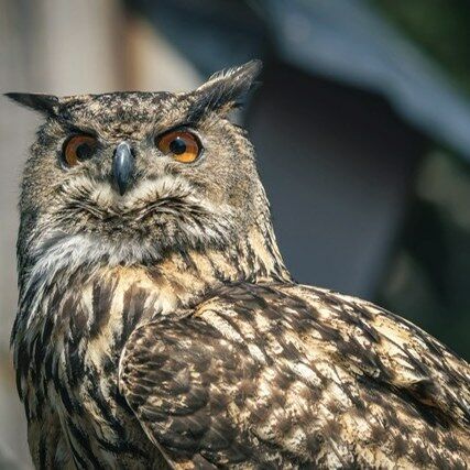 🦉 Leur regard qui ne laisse personne indifférent...

Avec ses grands yeux orangés, ses impressionnantes aigrettes et son vol d'un silence incroyable, le Hibou Grand-Duc d'Europe est l'un des plus grands rapaces nocturnes de notre continent.

Le voir déployer ses ailes est toujours un moment spectaculaire. Puissant, élégant et parfaitement adapté à la chasse, il fascine autant qu'il impressionne.

✨ Tout au long du mois d'août, venez l'admirer en vol lors de notre Grand Spectacle des Rapaces, tous les jours à 14h00 et à 16h00.

Une occasion unique d'observer ce majestueux hibou évoluer au plus près de vous et d'en apprendre davantage sur ses incroyables capacités.

Alors… serez-vous au rendez-vous pour croiser son regard ? 🦉❤️

Photo : fmphotography

#ParcDeCourzieu #GrandDuc #HibouGrandDuc #GrandSpectacleDesRapaces #Rapaces #Nature #SortieFamille #MontsDuLyonnais