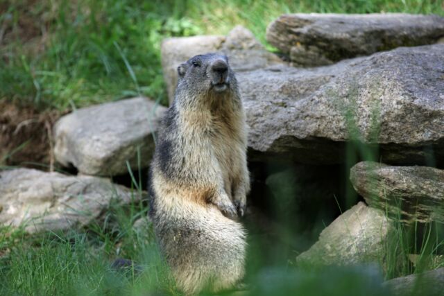 🐾🥰Trop belles nos marmottes !

Elles sortent le bout de leur nez, gambadent dans leur terrier et profitent du printemps… Un vrai plaisir de les observer en pleine activité !
Mais saviez-vous que la marmotte est un animal très sociable qui vit en famille et communique par sifflements ? 
Elle passe aussi une grande partie de l’année à hiberner, bien au chaud dans son terrier ❄️

Nos soigneurs se feront un plaisir de vous en dire plus sur cette boule de poils curieuse gourmande et attachante !

📍Une rencontre à ne pas manquer lors de votre visite au parc à 10h45 et 14h45.

Merci Isabelle Lecas pour ces belles photos 😀