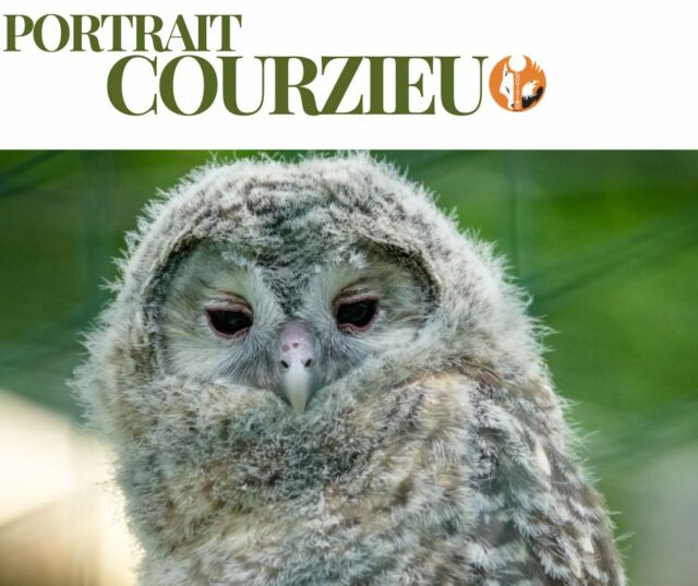 📸 PORTRAIT COURZIEU 📸

🦉 La Chouette de l'Oural

Voici l'un des trois bébés chouettes de l'Oural nés cette année au Parc de Courzieu ❤️

Derrière son regard attendrissant et son plumage encore duveteux se cache un beau projet de conservation. Cette jeune chouette participe à un programme européen visant à renforcer les populations sauvages de chouettes de l'Oural.

Dans quelques mois, après avoir grandi et appris tout ce dont elle a besoin pour vivre en autonomie, elle prendra la direction de la Bavière, en Allemagne, où elle sera relâchée dans la nature.

Une belle aventure qui lui permettra de contribuer au retour de son espèce dans des régions où elle avait disparu.

Chaque naissance est une petite victoire pour la biodiversité, et nous sommes particulièrement fiers de voir ce jeune oiseau rejoindre bientôt ses congénères sauvages.

❤️ Souhaitez-lui bonne chance pour sa future vie en liberté !

#PortraitCourzieu #ParcDeCourzieu #ChouetteDeLOural #Biodiversité #Conservation #Nature #Rapaces

📸@fmphotography.fr  www.fmphotography.fr