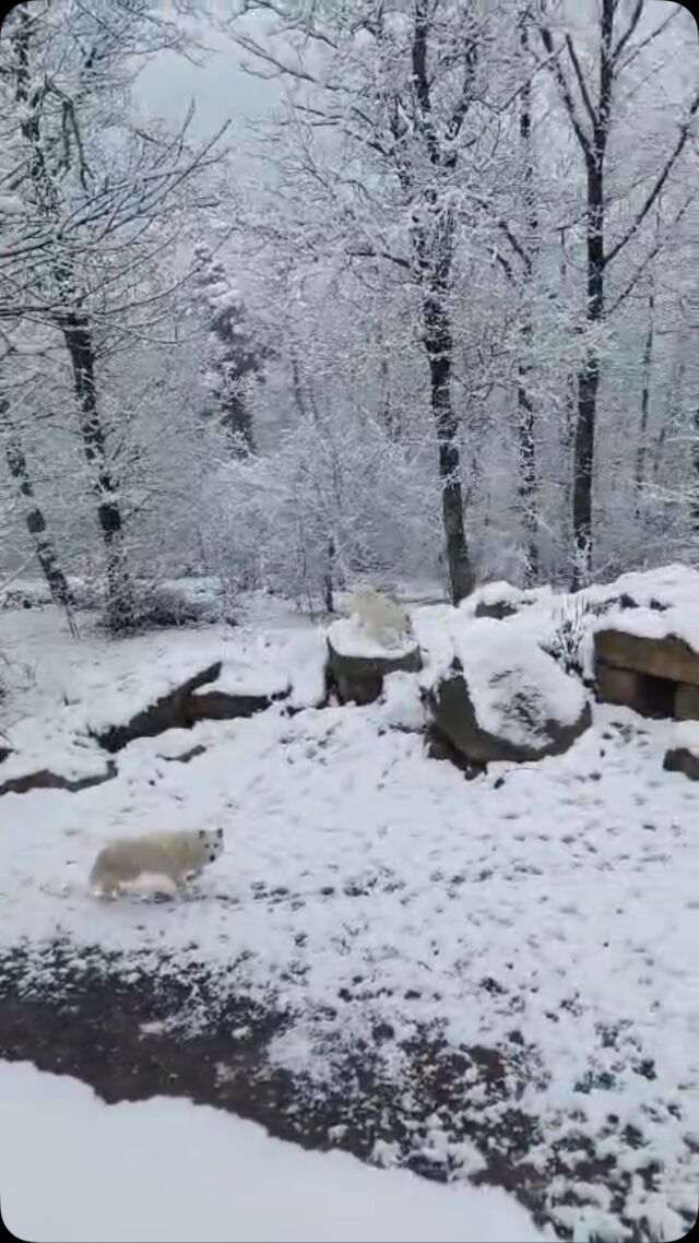 Journée enneigée pour nos loups…